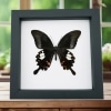 Papilio helenus verso Red Helen Swallowtail Butterfly Framed Taxidermy Classic Black Display