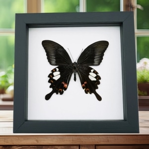 Papilio helenus verso Red Helen Swallowtail Butterfly Framed Taxidermy Classic Black Display