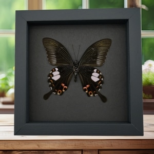 Papilio helenus verso Red Helen Swallowtail Butterfly Framed Taxidermy Moonlight Display
