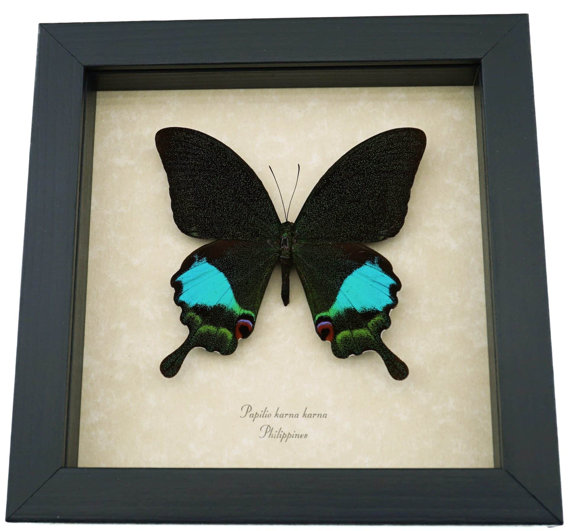 Papilio karna Female Jungle Jade Swallowtail Butterfly