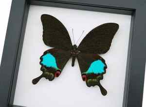 Papilio karna Female Jungle Jade Swallowtail Butterfly Framed Taxidermy Classic Black Display