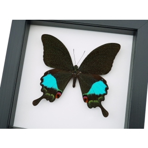 Papilio karna Female Jungle Jade Swallowtail Butterfly Framed Taxidermy Classic Black Display