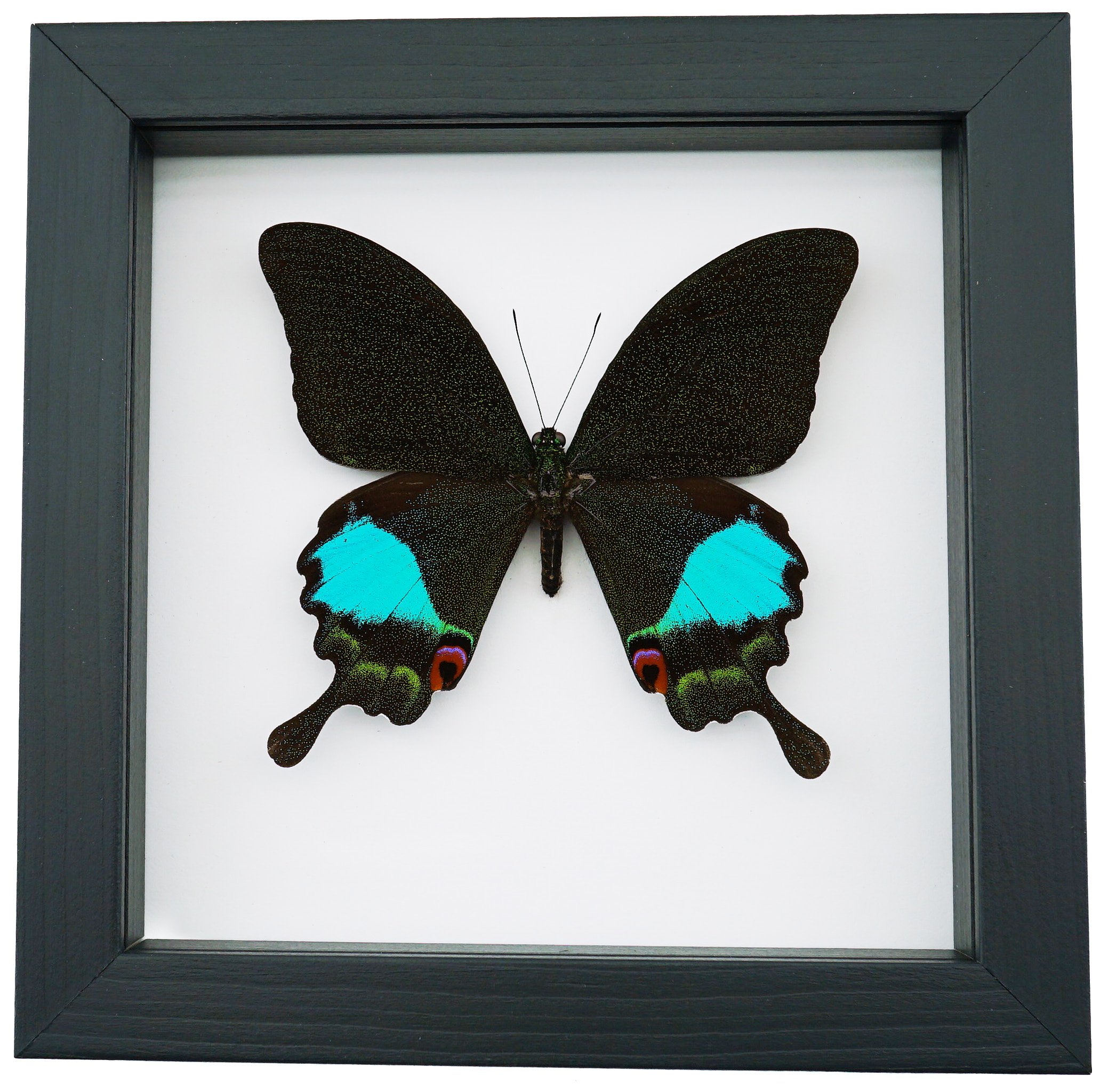 Papilio karna Female Jungle Jade Swallowtail Butterfly