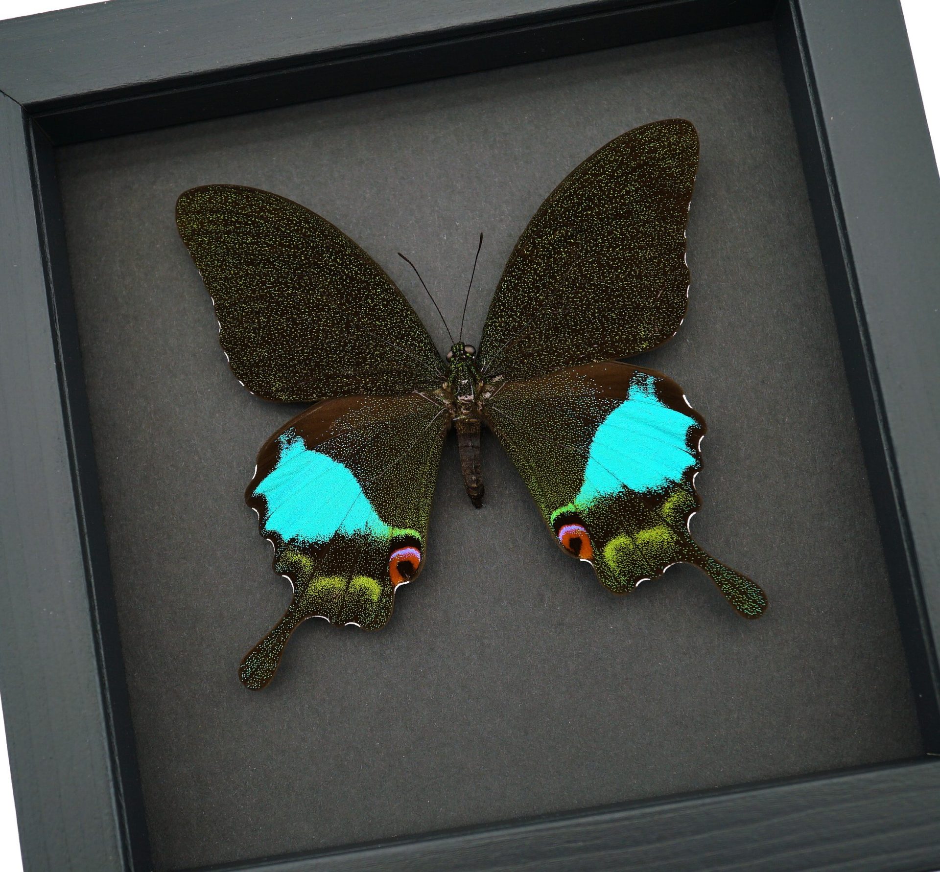 Papilio karna Female Jungle Jade Swallowtail Butterfly