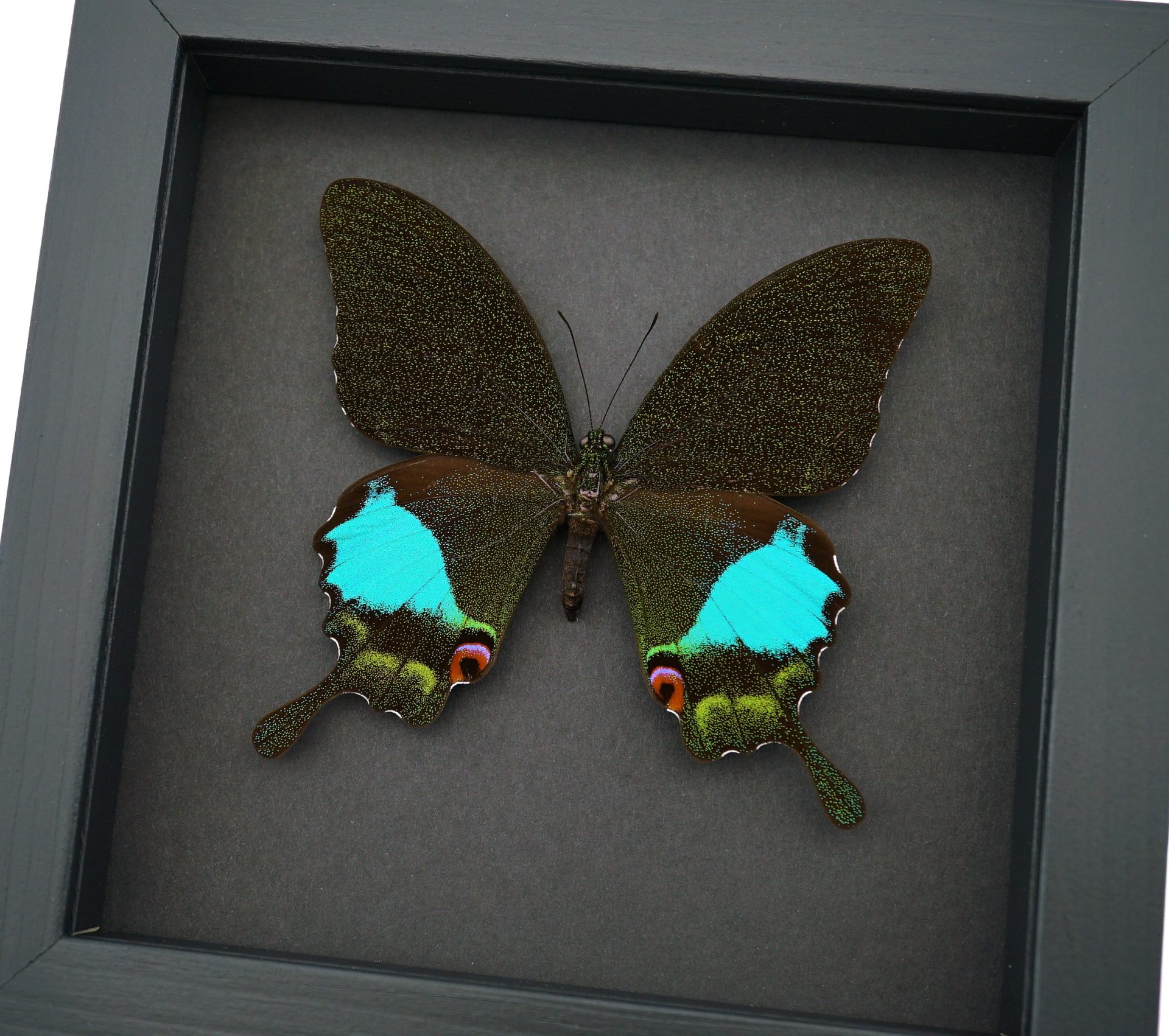 Papilio karna Female Jungle Jade Swallowtail Butterfly