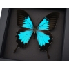 Framed Papilio ulysses Butterfly Blue Mountain Swallowtail Taxidermy Moonlight Display