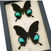 Peacock Swallowtail Butterflies Set Papilio paris karna Framed Butterfly Taxidermy Display