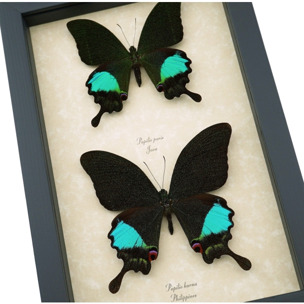 Peacock Swallowtail Butterflies Set Papilio paris karna Framed Butterfly Taxidermy Display