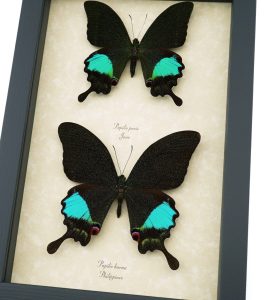 Peacock Swallowtail Butterflies Set Papilio paris karna Framed Butterfly Taxidermy Display