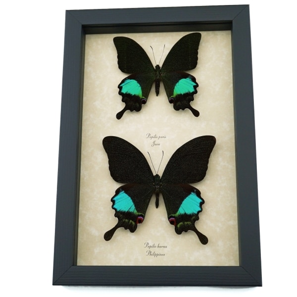 Peacock Swallowtail Butterflies Set Papilio paris karna Framed Butterfly Taxidermy Display