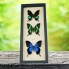 Real Framed Butterfly Collection Swallowtail Butterflies Taxidermy Display