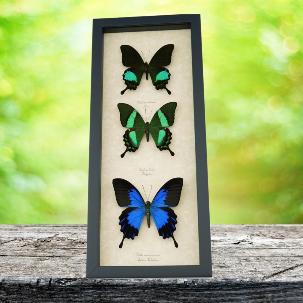 Real Framed Butterfly Collection Swallowtail Butterflies Taxidermy Display Real Framed Butterfly Collection Swallowtail Butterflies Taxidermy Display