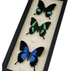 Real Framed Butterfly Collection Swallowtail Butterflies Taxidermy Display