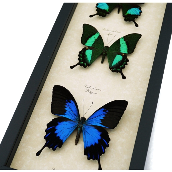 Real Framed Butterfly Collection Swallowtail Butterflies Taxidermy Display