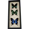 Real Framed Butterfly Collection Swallowtail Butterflies Taxidermy Display