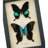 Peacock Swallowtail Butterflies Set Papilio paris peranthus Framed Butterfly Taxidermy Display
