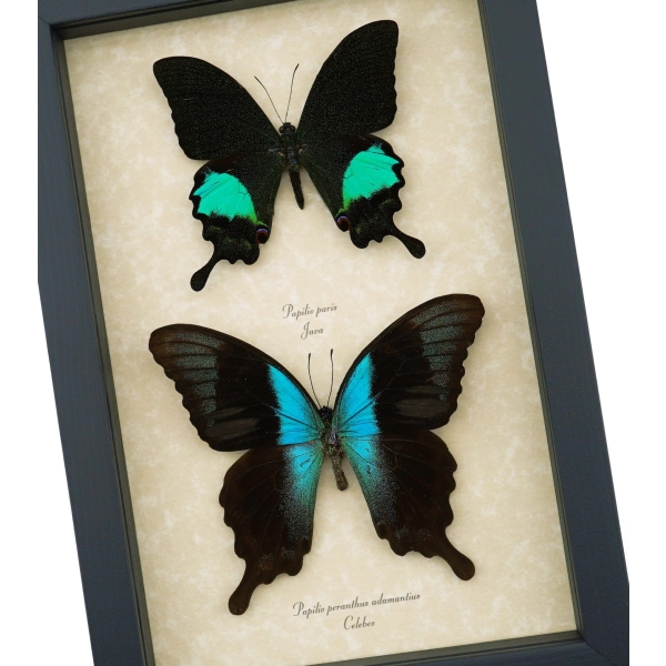 Peacock Swallowtail Butterflies Set Papilio paris peranthus Framed Butterfly Taxidermy Display