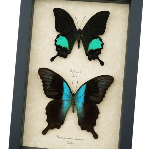 Peacock Swallowtail Butterflies Set Papilio paris peranthus Framed Butterfly Taxidermy Display