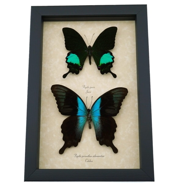 Peacock Swallowtail Butterflies Set Papilio paris peranthus Framed Butterfly Taxidermy Display