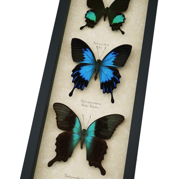 Butterfly Trio Papilio Collection Framed Peacock Swallowtail Butterflies