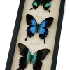 Butterfly Trio Papilio Collection Framed Peacock Swallowtail Butterflies