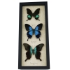 Butterfly Trio Papilio Collection Framed Peacock Swallowtail Butterflies