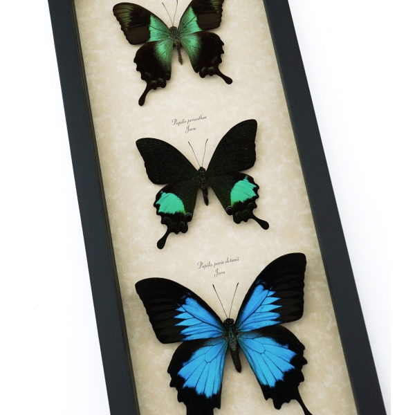 Butterfly Trio Papilio peranthus paris Ulysses Framed Peacock Swallowtail Butterflies Taxidermy Display