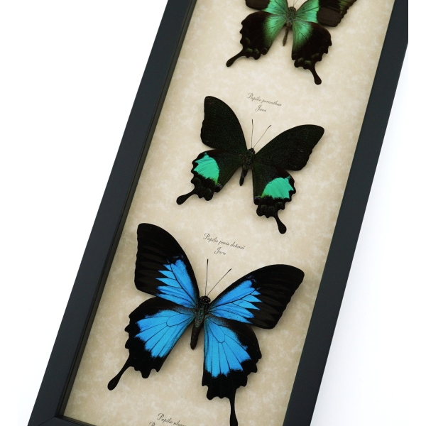 Butterfly Trio Papilio peranthus paris Ulysses Framed Peacock Swallowtail Butterflies Taxidermy Display