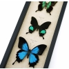 Butterfly Trio Papilio peranthus paris Ulysses Framed Peacock Swallowtail Butterflies Taxidermy Display