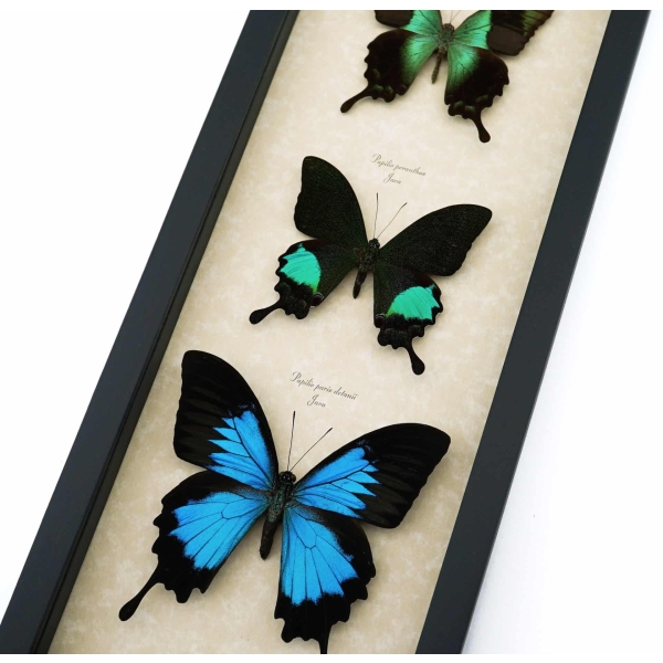 Butterfly Trio Papilio peranthus paris Ulysses Framed Peacock Swallowtail Butterflies Taxidermy Display