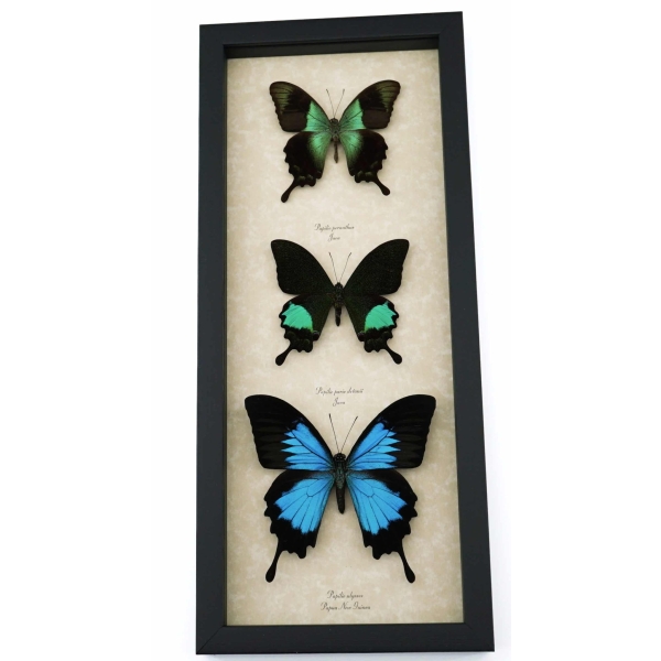 Butterfly Trio Papilio peranthus paris Ulysses Framed Peacock Swallowtail Butterflies Taxidermy Display