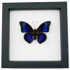 Rare Electric Blue Hybrid Butterfly Agrias beatifica lachaumei Prepona laertes Framed Classic Black Display