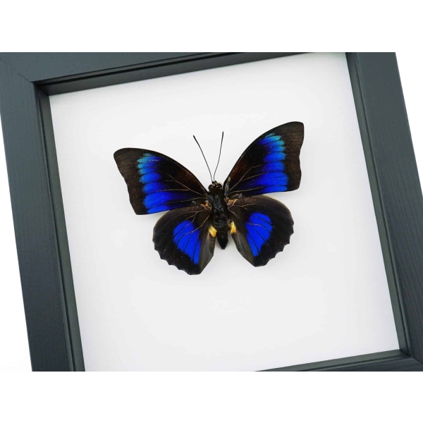 Rare Electric Blue Hybrid Butterfly Agrias beatifica lachaumei Prepona laertes Framed Classic Black Display