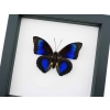 Rare Electric Blue Hybrid Butterfly Agrias beatifica lachaumei Prepona laertes Framed Classic Black Display