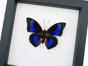 Rare Electric Blue Hybrid Butterfly Agrias beatifica lachaumei Prepona laertes Framed Classic Black Display
