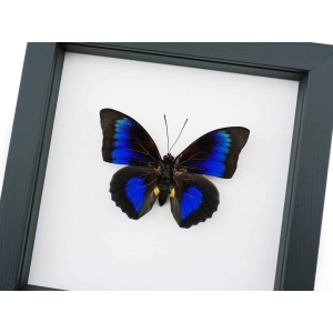 Rare Electric Blue Hybrid Butterfly Agrias beatifica lachaumei Prepona laertes Framed Classic Black Display
