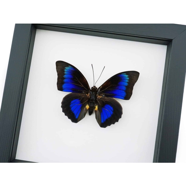 Rare Electric Blue Hybrid Butterfly Agrias beatifica lachaumei Prepona laertes Framed Classic Black Display