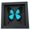 Framed Papilio ulysses Butterfly Blue Mountain Swallowtail Taxidermy Moonlight Display