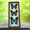 Butterfly Collection Real Framed Swallowtail Butterflies Taxidermy Display