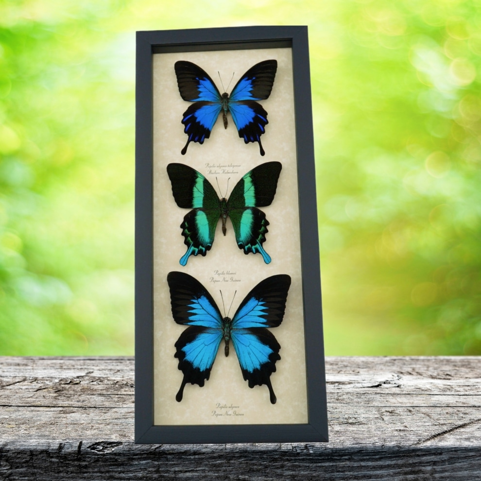 Butterfly Collection Real Framed Swallowtail Butterflies Taxidermy Display Butterfly Collection Real Framed Swallowtail Butterflies Taxidermy Display