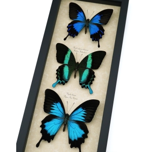 Butterfly Trio Papilio Ulysses telegonus Blumei Framed Peacock Swallowtail Butterflies Taxidermy Display