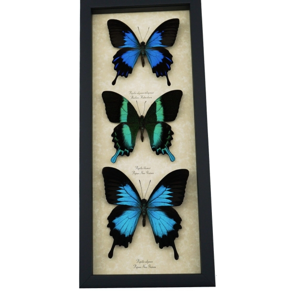 Butterfly Collection Real Framed Swallowtail Butterflies Taxidermy Display