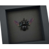Xylocopa latipes Female Rainbow Bee Real Framed Taxidermy Moonlight Display