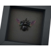 Xylocopa latipes Female Rainbow Bee Real Framed Taxidermy Moonlight Display