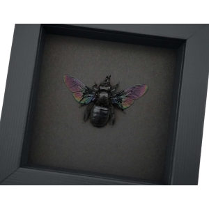 Xylocopa latipes Female Rainbow Bee Real Framed Taxidermy Moonlight Display