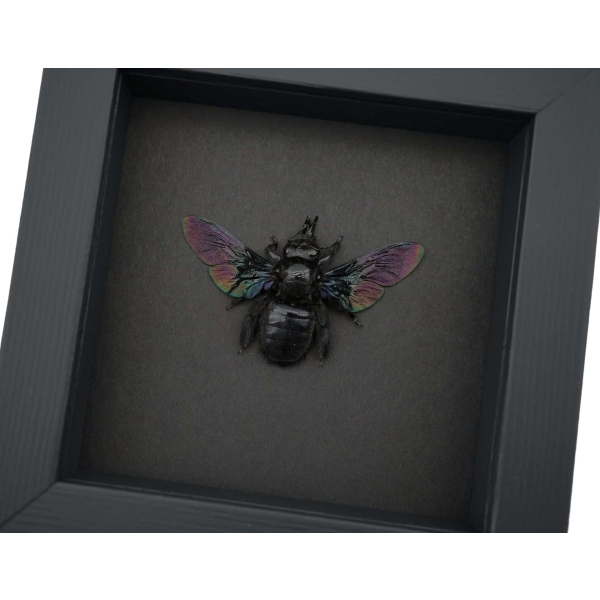 Xylocopa latipes Female Rainbow Bee Real Framed Taxidermy Moonlight Display