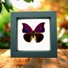 Anaea Tyrianthina Purple Butterfly Real Framed Taxidermy Classic Black Display