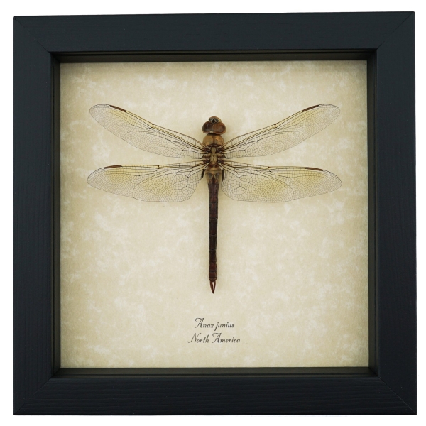 Anax junius Green Darner Dragonfly Real Framed Taxidermy Display