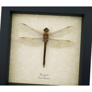 Anax junius Green Darner Dragonfly Real Framed Taxidermy Display