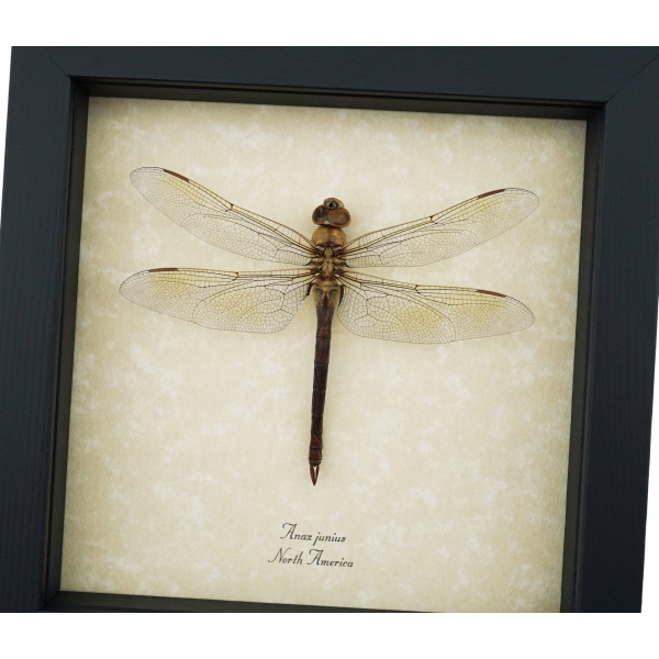Anax junius Green Darner Dragonfly Real Framed Taxidermy Display